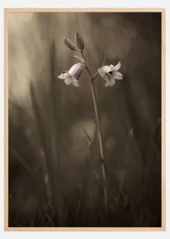 A Small Flower On The Ground Plakat (21x29.7 cm (A4))