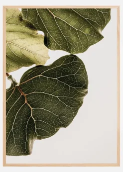 Abutifolia No1 Plakat (21x29.7 cm (A4))