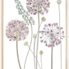 Allium Plakat (21x29.7 cm (A4))