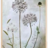 Allium Plakat (21x29.7 cm (A4))