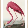 American Flamingo Plakat (21x29.7 cm (A4))