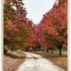 Autum Road Plakat (21x29.7 cm (A4))