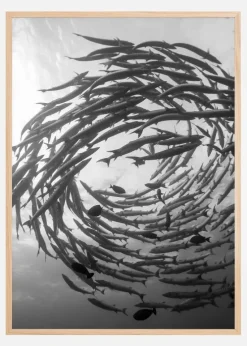 Barracuda Tornado Plakat (21x29.7 cm (A4))