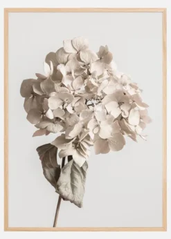 Beige Dried Flower Plakat (21x29.7 cm (A4))