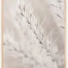 Beige Dried Straws lll Plakat (21x29.7 cm (A4))