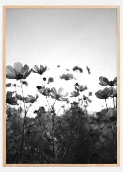 Black and white field with flowers Plakat (21x29.7 cm (A4))
