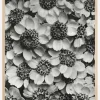 Black And White Flowers Plakat (21x29.7 cm (A4))