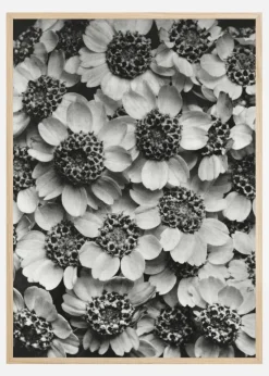 Black And White Flowers Plakat (21x29.7 cm (A4))