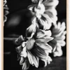 Black and White Flowers Plakat (21x29.7 cm (A4))