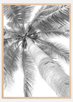 Black and white palmtree Plakat (21x29.7 cm (A4))