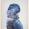 Black Cockatoo Plakat (21x29.7 cm (A4))