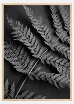 Black Fern Plakat (21x29.7 cm (A4))