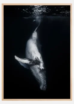 Black Whale Plakat (21x29.7 cm (A4))