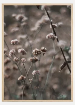 Bridal Veil Flower Plakat (21x29.7 cm (A4))