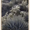 Cactus In Desert Plakat (21x29.7 cm (A4))