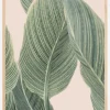 Calla Leaf Plakat (21x29.7 cm (A4))