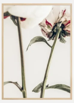 Calm Peony I Plakat (21x29.7 cm (A4))