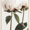 Calm Peony II Plakat (21x29.7 cm (A4))