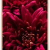 Cerise Flower Plakat (21x29.7 cm (A4))