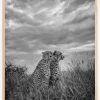 Cheetah Dreams Plakat (21x29.7 cm (A4))