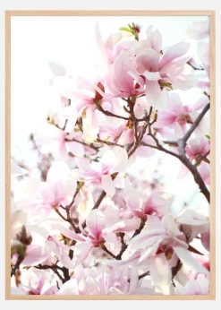 Cherry Trees Plakat (21x29.7 cm (A4))