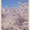 Cherry-Tree Plakat (21x29.7 cm (A4))