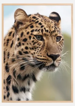 Chetah Plakat (21x29.7 cm (A4))