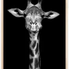 Chewing Giraffe Plakat (21x29.7 cm (A4))