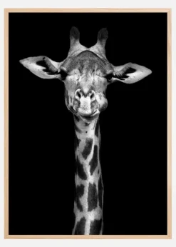 Chewing Giraffe Plakat (21x29.7 cm (A4))