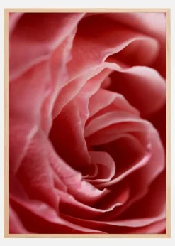 Close Up Flower Plakat (21x29.7 cm (A4))