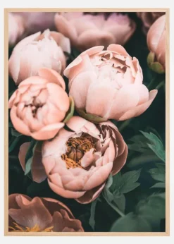Coral Peonies Plakat (21x29.7 cm (A4))