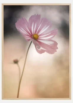 Cosmos Plakat (21x29.7 cm (A4))