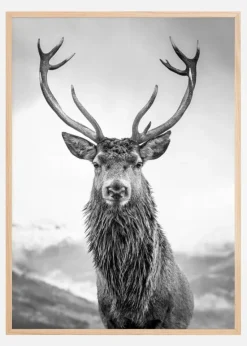 Curious Deer Plakat (21x29.7 cm (A4))