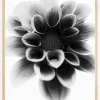 Dahlia Plakat (21x29.7 cm (A4))