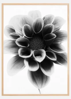 Dahlia Plakat (21x29.7 cm (A4))