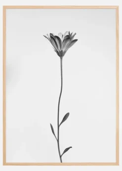 Daisy Plakat (21x29.7 cm (A4))