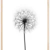 Dandelion Plakat (21x29.7 cm (A4))