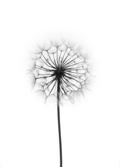Dandelion Plakat (21x29.7 cm (A4))