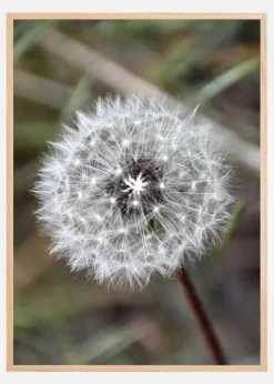 Dandelion Plakat (21x29.7 cm (A4))