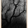 Dark trees Plakat (21x29.7 cm (A4))