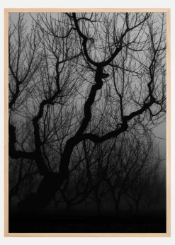 Dark trees Plakat (21x29.7 cm (A4))