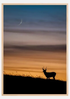 Deer In Sunset Plakat (21x29.7 cm (A4))