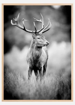 Deer With Horns Plakat (21x29.7 cm (A4))