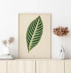 Diefenbachia Plakat (21x29.7 cm (A4))