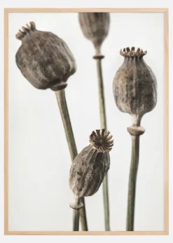 Dried 006 Plakat (21x29.7 cm (A4))