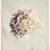 Dried Hydrangea Plakat (21x29.7 cm (A4))