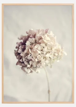 Dried Hydrangea Plakat (21x29.7 cm (A4))