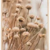 Dried up flowers Plakat (21x29.7 cm (A4))
