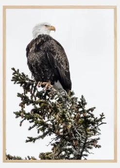 Eagle Plakat (21x29.7 cm (A4))