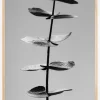 Eucalyptus Bw Plakat (21x29.7 cm (A4))
